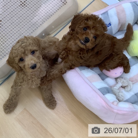 埼玉県のトイプードル(トイ) (ペットプラス 羽生店/2026年4月16日生まれ/男の子/レッド)の子犬の3枚目の画像
