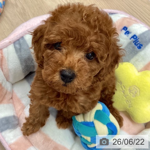 埼玉県のトイプードル(トイ) (ペットプラス 八潮店/2026年4月16日生まれ/女の子/レッド)の子犬の3枚目の画像