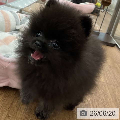 ポメラニアンの写真