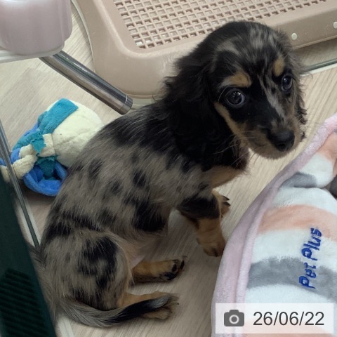 埼玉県のミニチュアダックスフンド(ロング) (ペットプラス 川口店/2026年4月15日生まれ/女の子/シルバーダップル)の子犬の3枚目の画像