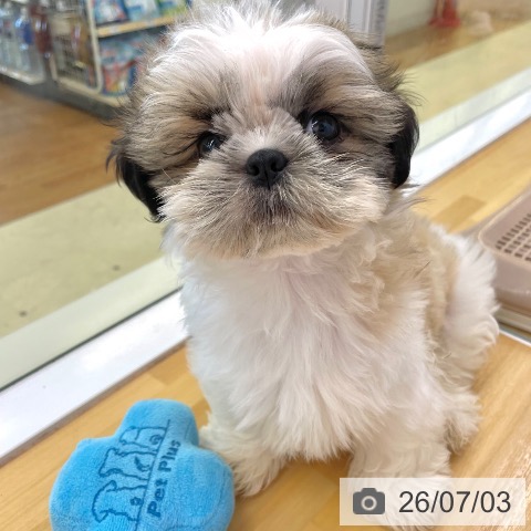 香川県のシーズー (ペットプラス 高松店/2026年4月12日生まれ/男の子/ゴールドホワイト)の子犬の4枚目の画像