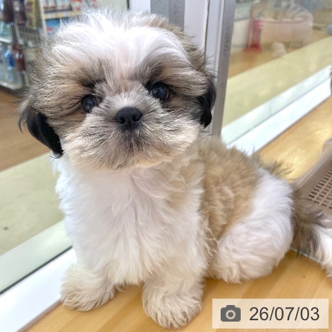 香川県のシーズー (ペットプラス 高松店/2026年4月12日生まれ/男の子/ゴールドホワイト)の子犬の3枚目の画像