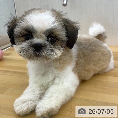香川県のシーズー (ペットプラス 高松店/2026年4月12日生まれ/男の子/ゴールドホワイト)の子犬の4枚目の画像