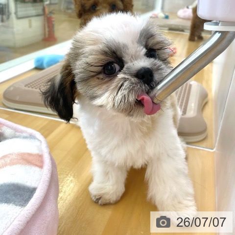 香川県のシーズー (ペットプラス 高松店/2026年4月12日生まれ/男の子/ゴールドホワイト)の子犬の3枚目の画像