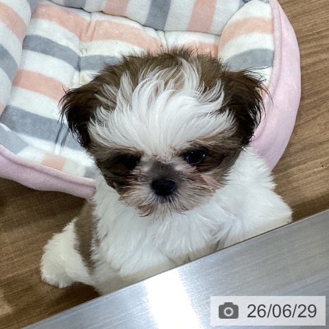 鳥取県のシーズー (ペッツワン 日吉津店/2026年4月12日生まれ/女の子/ゴールドホワイト)の子犬の3枚目の画像