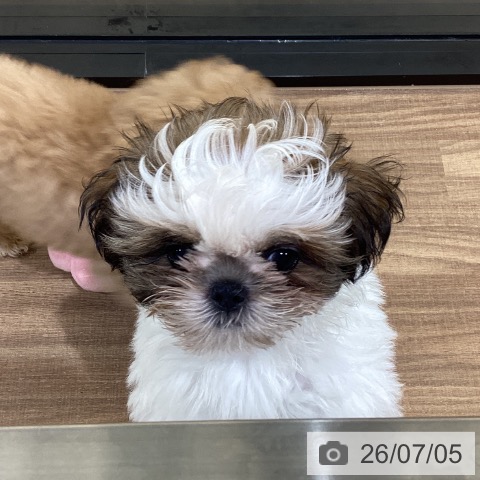 鳥取県のシーズー (ペッツワン 日吉津店/2026年4月12日生まれ/女の子/ゴールドホワイト)の子犬の3枚目の画像