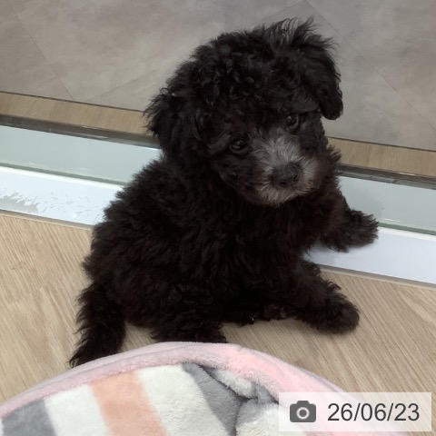 埼玉県のトイプードル(トイ) (ペットプラス 川口店/2026年4月18日生まれ/男の子/シルバー)の子犬の4枚目の画像