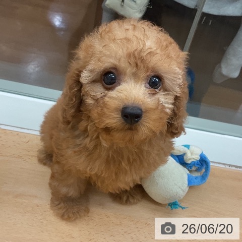 千葉県のトイプードル(トイ) (ペットプラス 成田店/2026年4月16日生まれ/女の子/アプリコット)の子犬の3枚目の画像