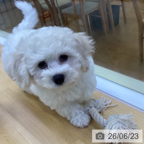 香川県のビションフリーゼ (ペットプラス 綾川店/2026年4月16日生まれ/男の子/ホワイト)の子犬の4枚目の画像