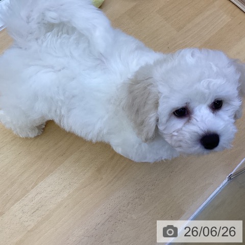 香川県のビションフリーゼ (ペットプラス 綾川店/2026年4月16日生まれ/男の子/ホワイト)の子犬の3枚目の画像