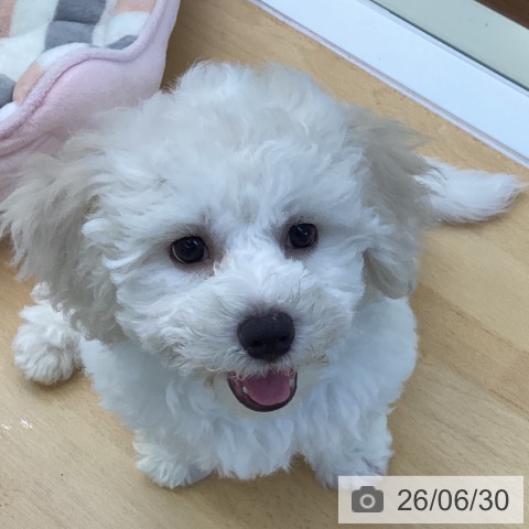 香川県のビションフリーゼ (ペットプラス 綾川店/2026年4月16日生まれ/男の子/ホワイト)の子犬の4枚目の画像
