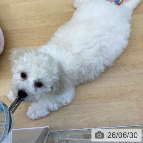 香川県のビションフリーゼ (ペットプラス 綾川店/2026年4月16日生まれ/男の子/ホワイト)の子犬の3枚目の画像