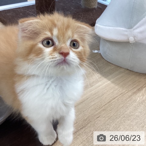 愛媛県のスコティッシュフォールド (ペットプラス 新居浜店/2026年4月13日生まれ/男の子/レッドタビーホワイト)の子猫の4枚目の画像
