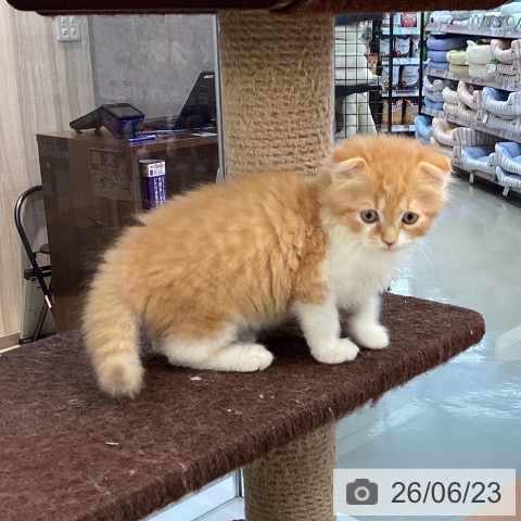 愛媛県のスコティッシュフォールド (ペットプラス 新居浜店/2026年4月13日生まれ/男の子/レッドタビーホワイト)の子猫の3枚目の画像
