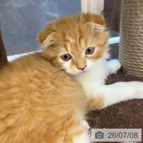 スコティッシュフォールドの写真