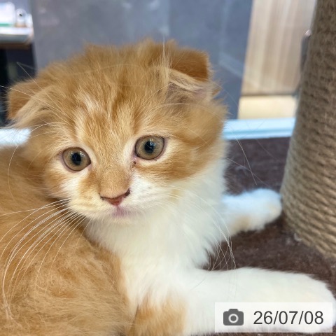 愛媛県のスコティッシュフォールド (ペットプラス 新居浜店/2026年4月13日生まれ/男の子/レッドタビーホワイト)の子猫の4枚目の画像
