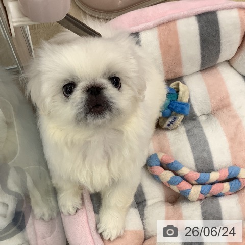 ペキニーズの写真