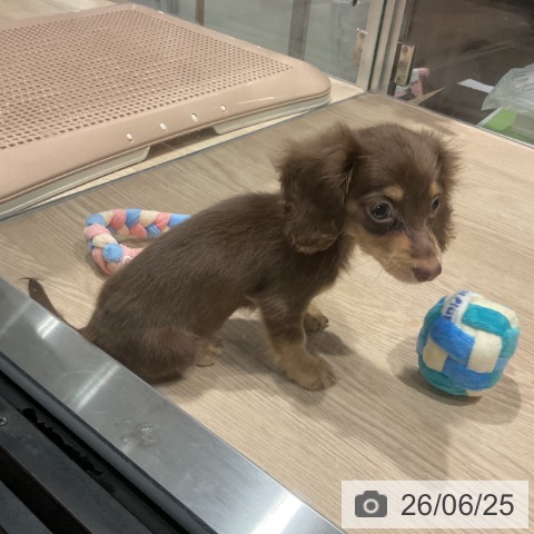 埼玉県のカニンヘンダックスフンド(ロング) (ペットプラス コクーンシティ店/2026年4月10日生まれ/女の子/ブラウンタン)の子犬の4枚目の画像