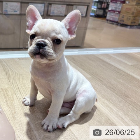 大阪府のフレンチブルドッグ (ペットプラス イオン大日店/2026年4月19日生まれ/男の子/クリーム)の子犬の4枚目の画像
