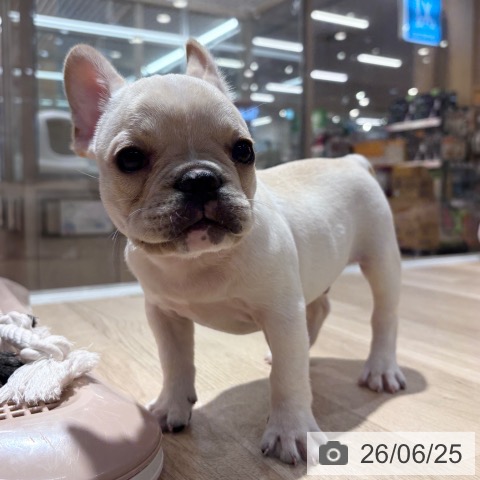 大阪府のフレンチブルドッグ (ペットプラス イオン大日店/2026年4月19日生まれ/男の子/クリーム)の子犬の3枚目の画像