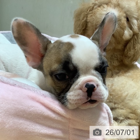 奈良県のフレンチブルドッグ (ペットプラス 大和郡山店/2026年4月19日生まれ/女の子/ホワイトフォーン)の子犬の4枚目の画像