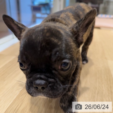 フレンチ・ブルドッグの写真