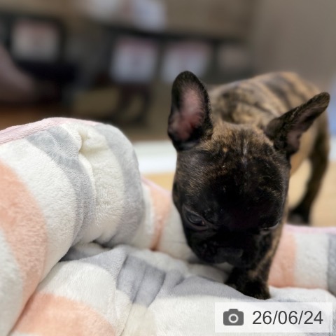 フレンチ・ブルドッグの写真