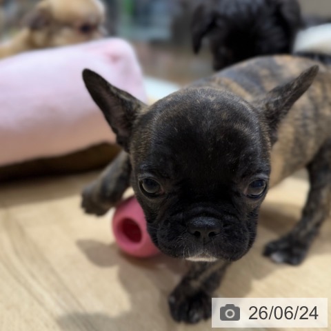 フレンチ・ブルドッグの写真