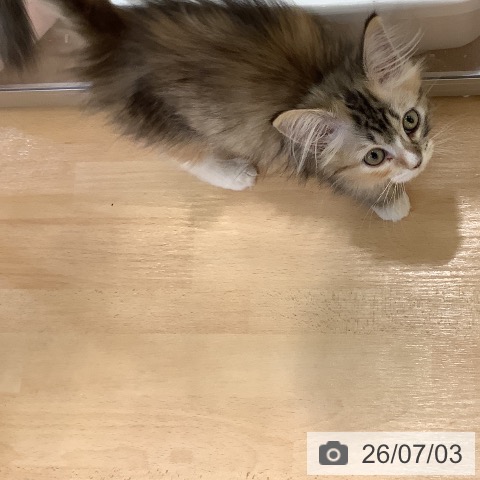 岡山県のサイベリアン (ペットプラス 岡山店/2026年4月5日生まれ/女の子/キャリコ)の子猫の3枚目の画像