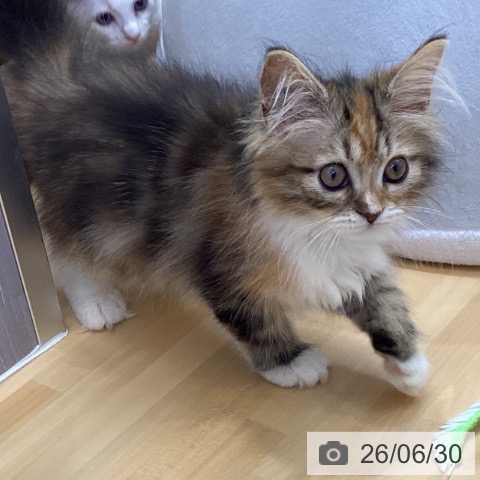 香川県のサイベリアン (ペットプラス 綾川店/2026年4月5日生まれ/女の子/キャリコ)の子猫の4枚目の画像