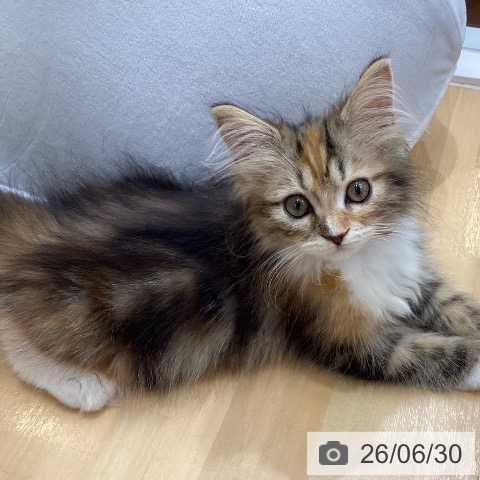 香川県のサイベリアン (ペットプラス 綾川店/2026年4月5日生まれ/女の子/キャリコ)の子猫の3枚目の画像
