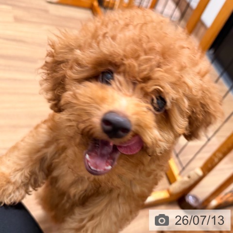 岡山県のトイプードル(トイ) (ペッツワン 岡山南店/2026年4月18日生まれ/男の子/レッド)の子犬の4枚目の画像