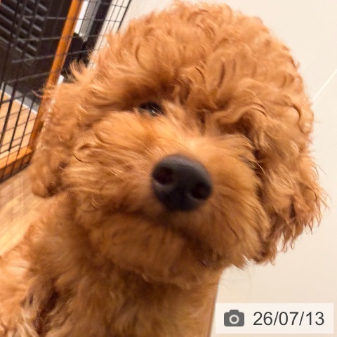 岡山県のトイプードル(トイ) (ペッツワン 岡山南店/2026年4月18日生まれ/男の子/レッド)の子犬の3枚目の画像