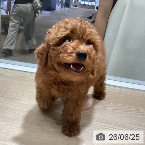徳島県のトイプードル(トイ) (ペットプラス 徳島店/2026年4月18日生まれ/男の子/レッド)の子犬の4枚目の画像