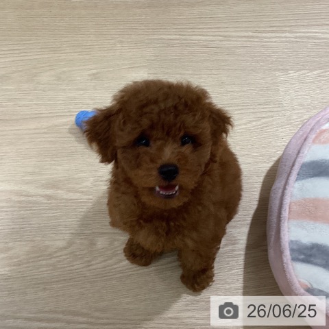 徳島県のトイプードル(トイ) (ペットプラス 徳島店/2026年4月18日生まれ/男の子/レッド)の子犬の3枚目の画像