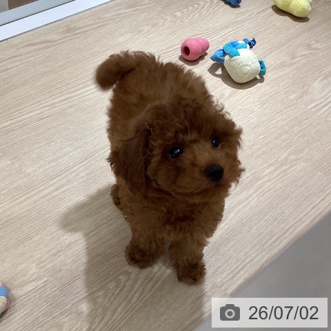 徳島県のトイプードル(トイ) (ペットプラス 徳島店/2026年4月18日生まれ/男の子/レッド)の子犬の3枚目の画像