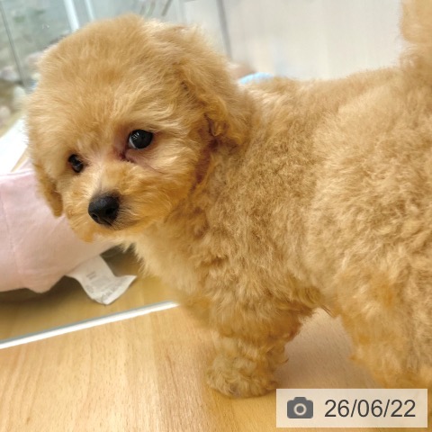 香川県のトイプードル(トイ) (ペットプラス 高松店/2026年4月23日生まれ/男の子/アプリコット)の子犬の4枚目の画像