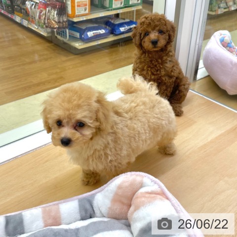 香川県のトイプードル(トイ) (ペットプラス 高松店/2026年4月23日生まれ/男の子/アプリコット)の子犬の3枚目の画像
