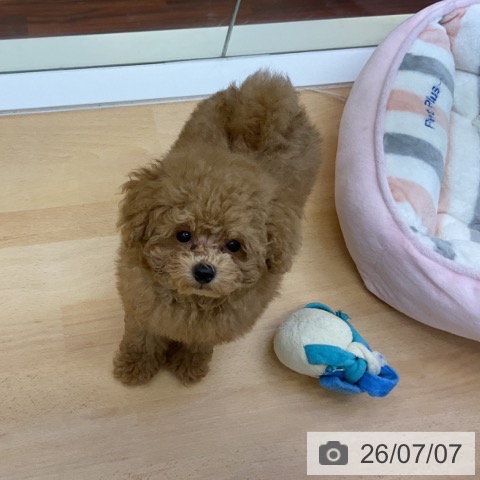 香川県のトイプードル(トイ) (ペットプラス 綾川店/2026年4月23日生まれ/男の子/アプリコット)の子犬の3枚目の画像