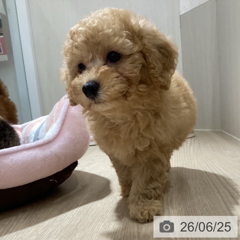 岡山県のトイプードル(トイ) (ペットプラス 岡山店/2026年4月23日生まれ/女の子/アプリコット)の子犬の3枚目の画像