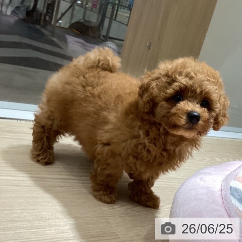 香川県のトイプードル(トイ) (ペットプラス 綾川店/2026年4月23日生まれ/女の子/レッド)の子犬の4枚目の画像