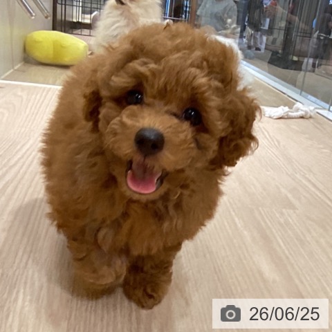 香川県のトイプードル(トイ) (ペットプラス 綾川店/2026年4月23日生まれ/女の子/レッド)の子犬の3枚目の画像