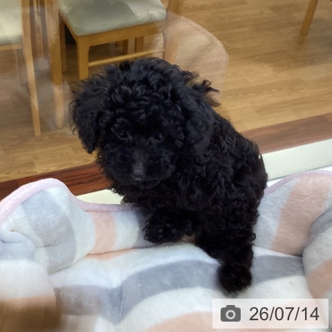 香川県のトイプードル(トイ) (ペットプラス 綾川店/2026年4月22日生まれ/女の子/ブラック)の子犬の4枚目の画像
