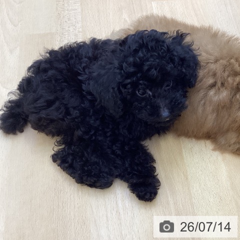 香川県のトイプードル(トイ) (ペットプラス 綾川店/2026年4月22日生まれ/女の子/ブラック)の子犬の3枚目の画像