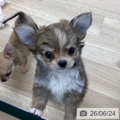 チワワの写真