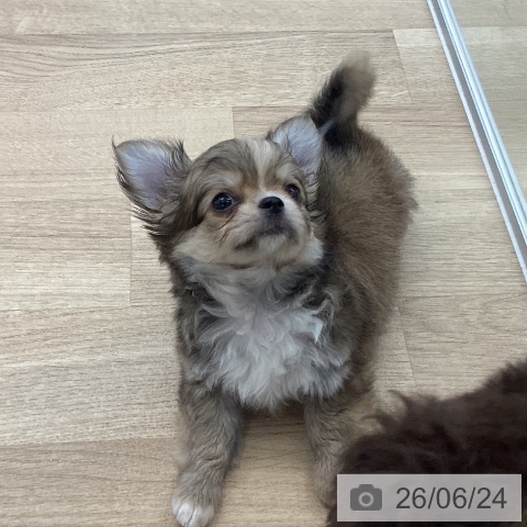 チワワの写真