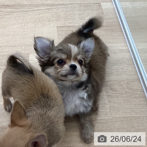 チワワの写真