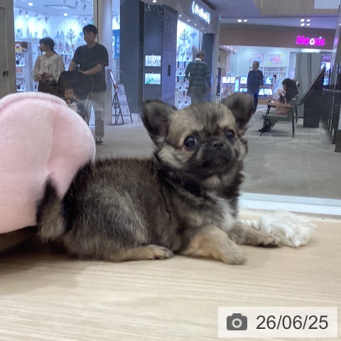 徳島県のチワワ(ロング) (ペットプラス 徳島店/2026年4月15日生まれ/女の子/フォーン)の子犬の4枚目の画像