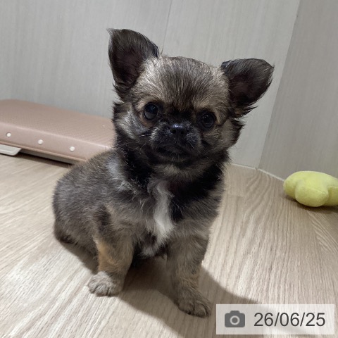 徳島県のチワワ(ロング) (ペットプラス 徳島店/2026年4月15日生まれ/女の子/フォーン)の子犬の3枚目の画像