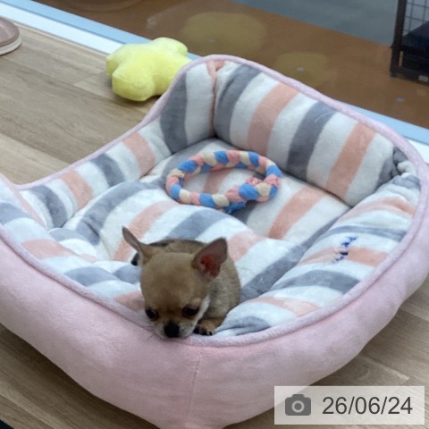 チワワの写真